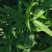 旱莲草种子墨旱莲草磨其草中草药白花断血草鳢肠草一年生草本