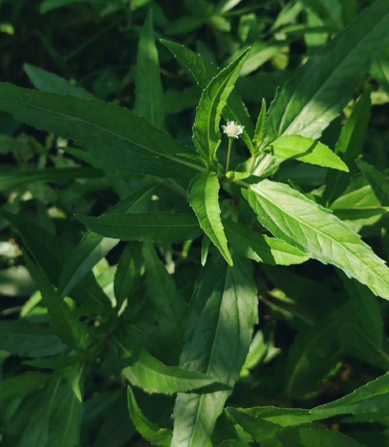 旱莲草种子墨旱莲草磨其草中草药白花断血草鳢肠草一年生草本