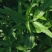 旱莲草种子墨旱莲草磨其草中草药白花断血草鳢肠草一年生草本
