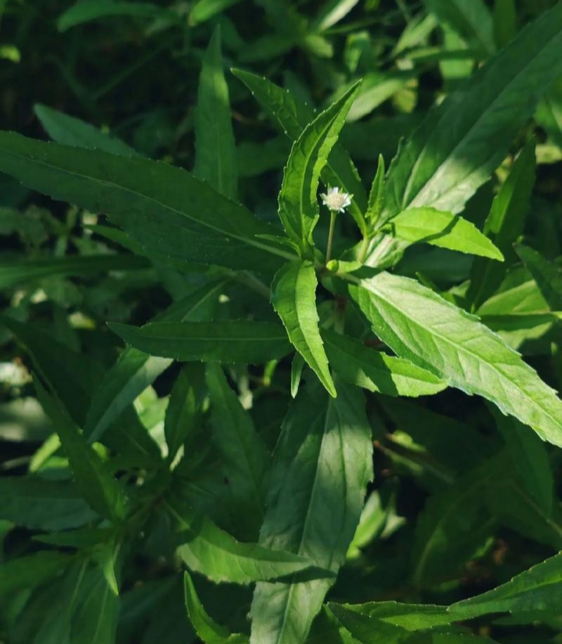 旱莲草种子墨旱莲草磨其草中草药白花断血草鳢肠草一年生草本