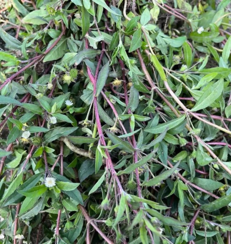旱莲草种子墨旱莲草磨其草中草药白花断血草鳢肠草一年生草本