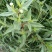 旱莲草种子墨旱莲草磨其草中草药白花断血草鳢肠草一年生草本