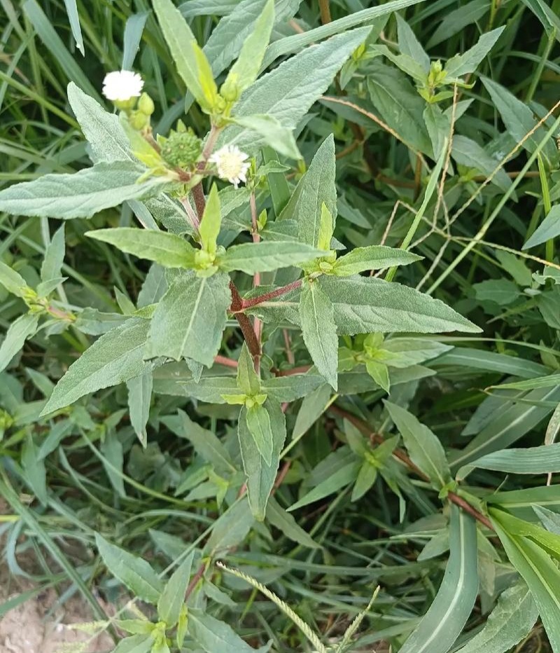 旱莲草种子墨旱莲草磨其草中草药白花断血草鳢肠草一年生草本