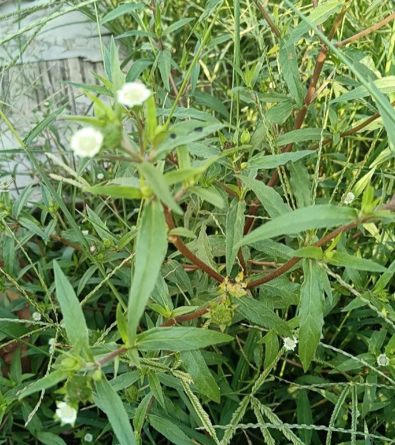 旱莲草种子墨旱莲草磨其草中草药白花断血草鳢肠草一年生草本