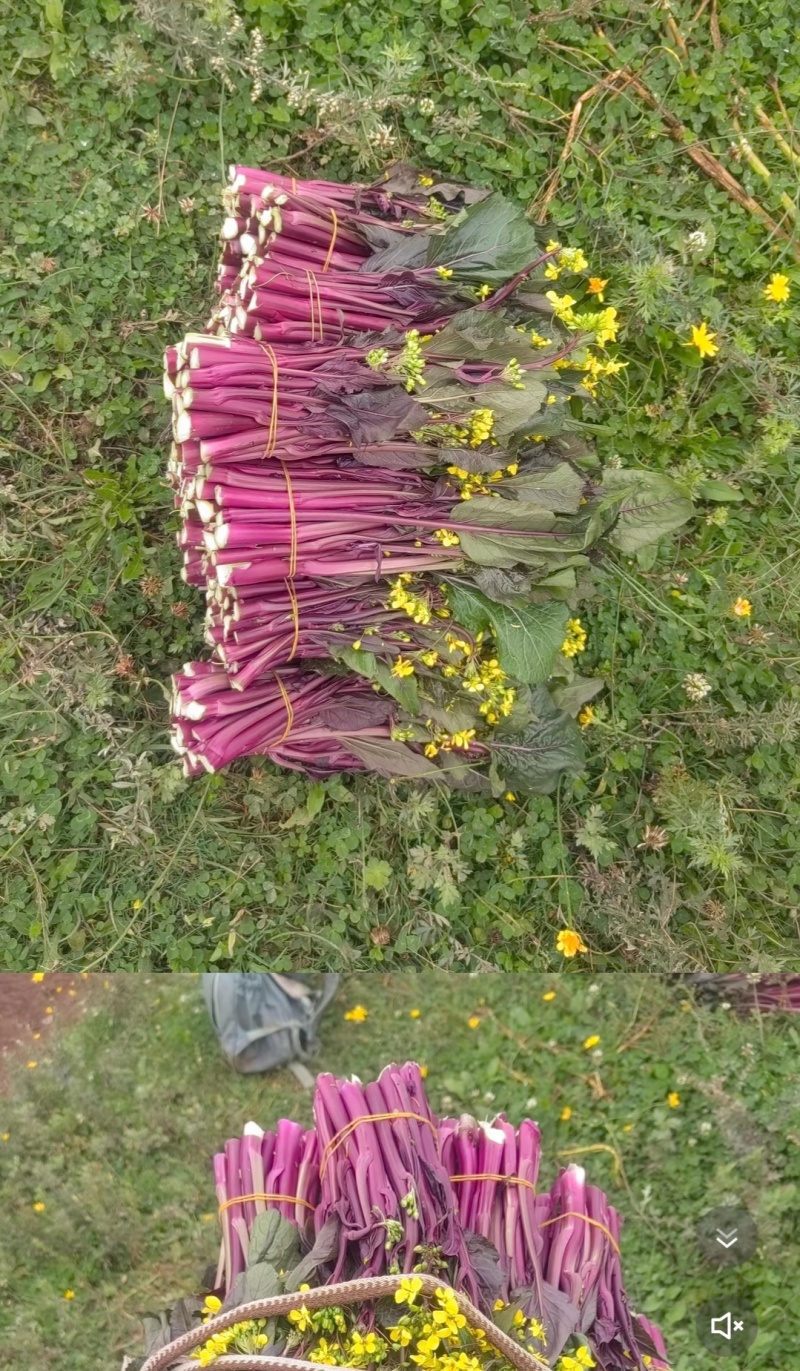 贵州红菜苔