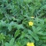 野生翻白草种子种苗鸡腿根鸡拔腿翻白萎陵菜鸡爪参翻白草植物