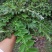 野生翻白草种子种苗鸡腿根鸡拔腿翻白萎陵菜鸡爪参翻白草植物
