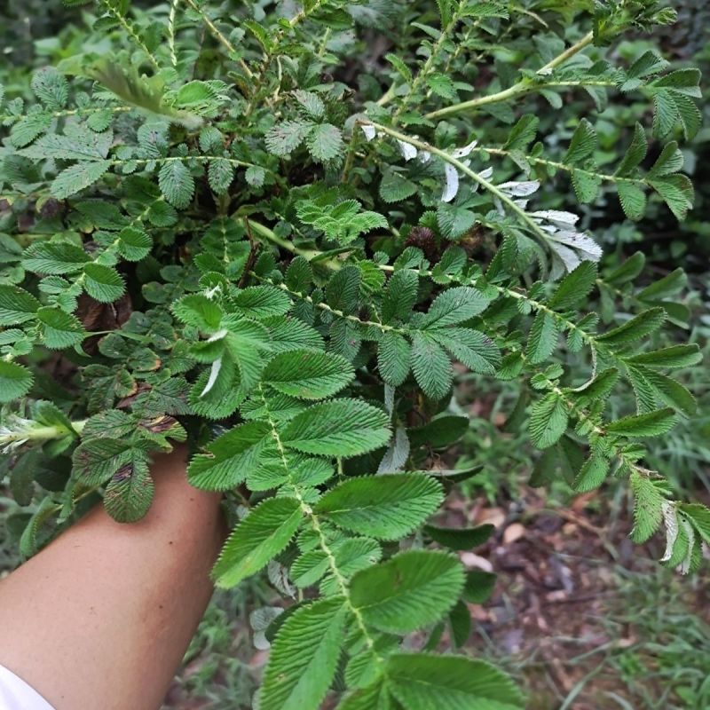 野生翻白草种子种苗鸡腿根鸡拔腿翻白萎陵菜鸡爪参翻白草植物