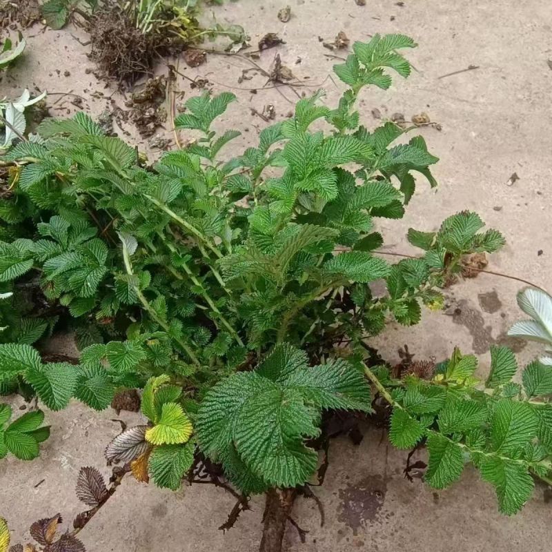 野生翻白草种子种苗鸡腿根鸡拔腿翻白萎陵菜鸡爪参翻白草植物