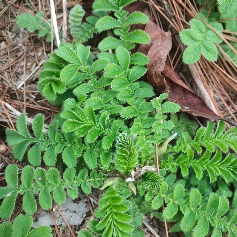 野生翻白草种子种苗鸡腿根鸡拔腿翻白萎陵菜鸡爪参翻白草植物