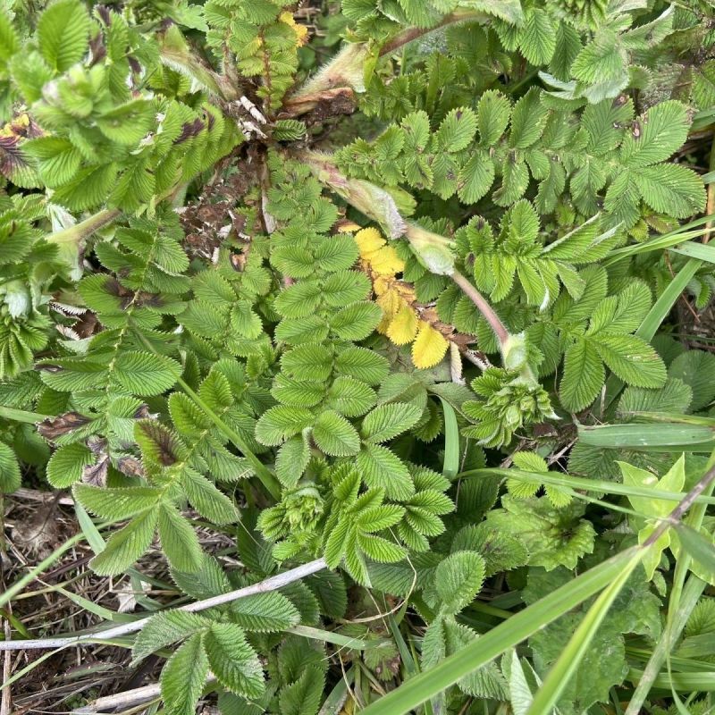 野生翻白草种子种苗鸡腿根鸡拔腿翻白萎陵菜鸡爪参翻白草植物