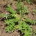 野生翻白草种子种苗鸡腿根鸡拔腿翻白萎陵菜鸡爪参翻白草植物
