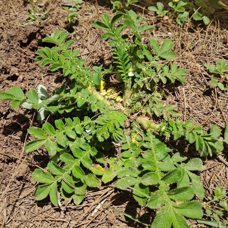 野生翻白草种子种苗鸡腿根鸡拔腿翻白萎陵菜鸡爪参翻白草植物