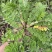 野生翻白草种子种苗鸡腿根鸡拔腿翻白萎陵菜鸡爪参翻白草植物