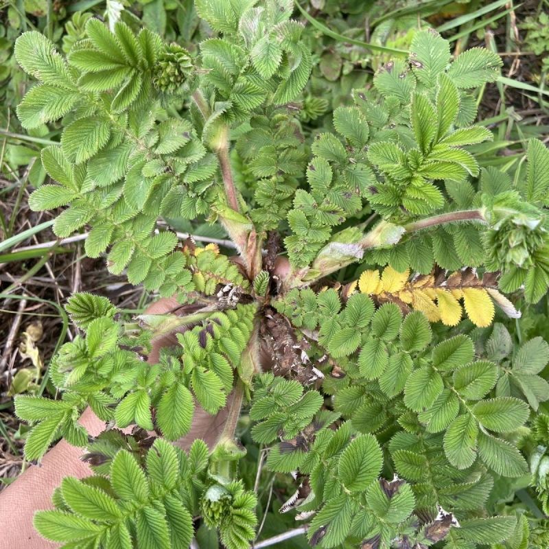野生翻白草种子种苗鸡腿根鸡拔腿翻白萎陵菜鸡爪参翻白草植物
