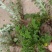 野生翻白草种子种苗鸡腿根鸡拔腿翻白萎陵菜鸡爪参翻白草植物