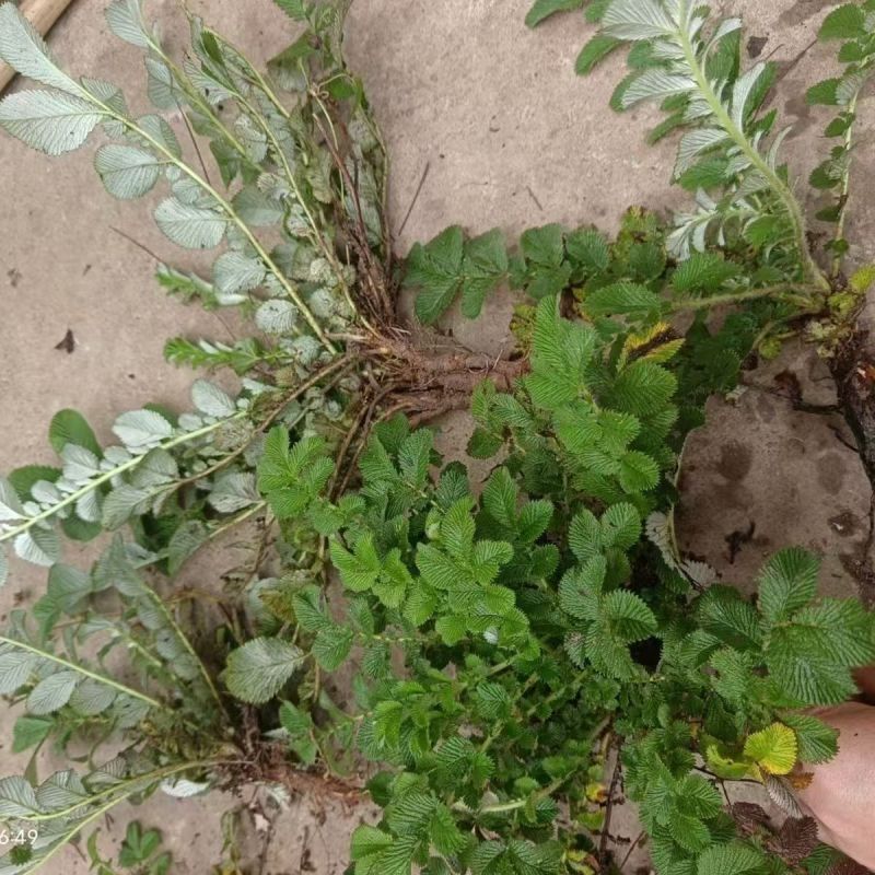野生翻白草种子种苗鸡腿根鸡拔腿翻白萎陵菜鸡爪参翻白草植物