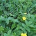 野生翻白草种子种苗鸡腿根鸡拔腿翻白萎陵菜鸡爪参翻白草植物