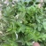野生翻白草种子种苗鸡腿根鸡拔腿翻白萎陵菜鸡爪参翻白草植物