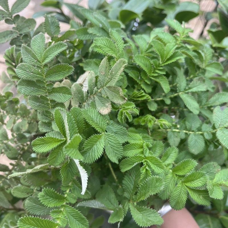 野生翻白草种子种苗鸡腿根鸡拔腿翻白萎陵菜鸡爪参翻白草植物