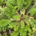 野生翻白草种子种苗鸡腿根鸡拔腿翻白萎陵菜鸡爪参翻白草植物