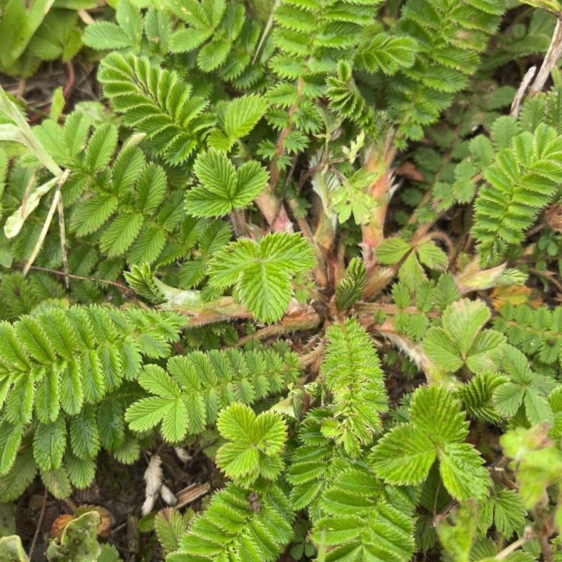 野生翻白草种子种苗鸡腿根鸡拔腿翻白萎陵菜鸡爪参翻白草植物