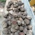 大量薯莨送到厂