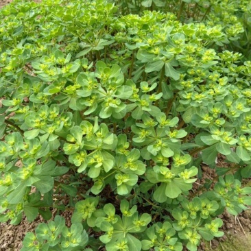 野生猫眼草种子泽漆五朵云乳浆草五凤草灯台草倒毒伞绿花草