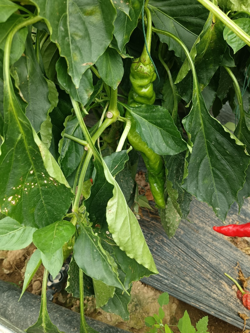 螺丝椒，阳原螺丝椒，蔚县螺丝椒，河北螺丝椒，螺丝辣椒