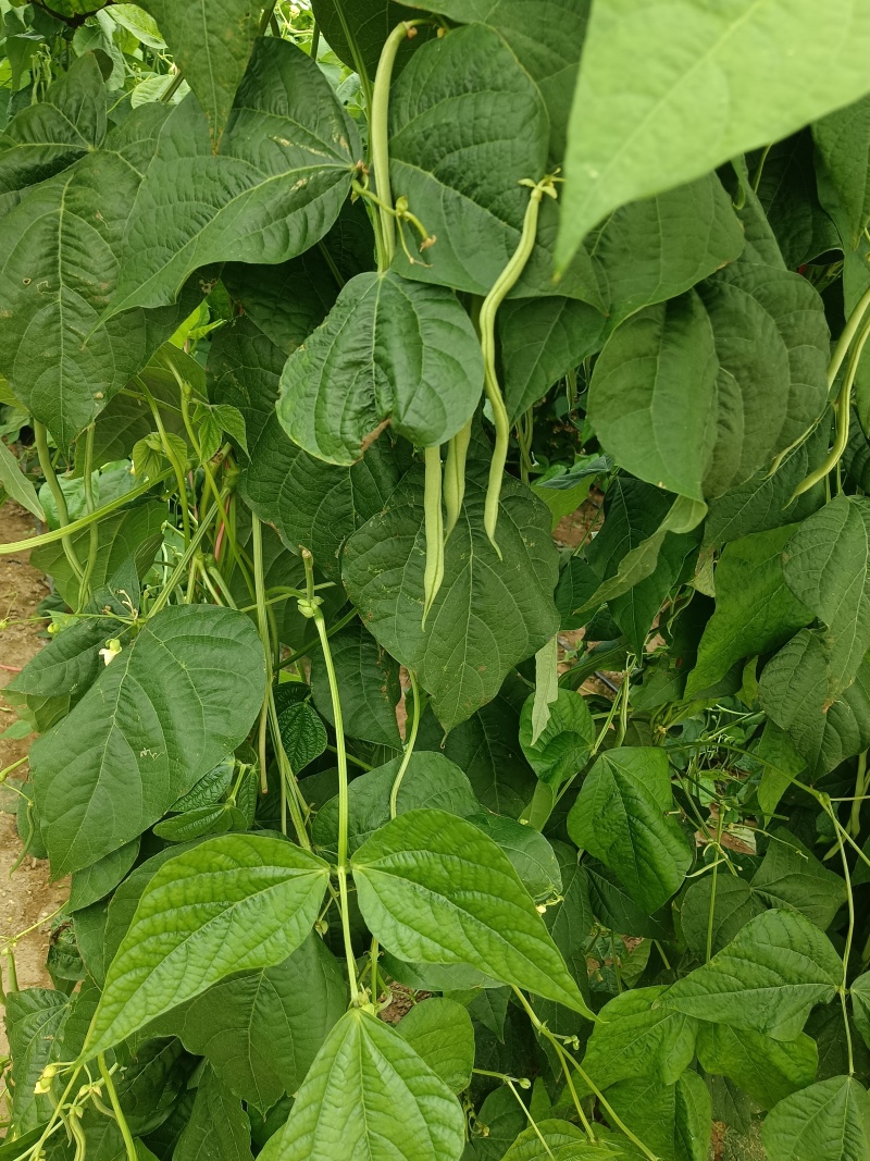豆角