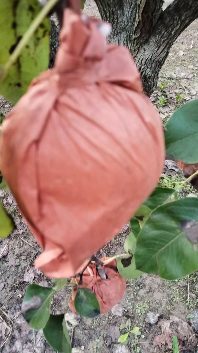 万亩梨花纸袋雪花梨大量下树需要的老板私聊