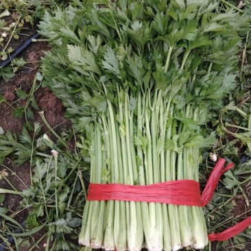 中细棵芹菜