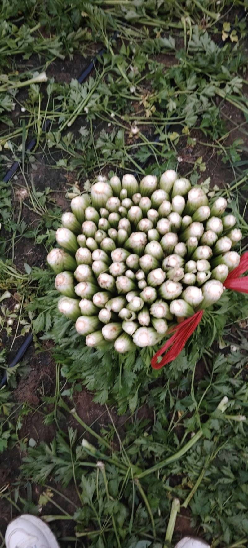 中细棵芹菜