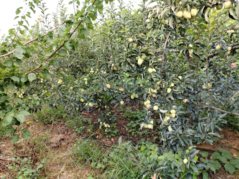 鸡心果