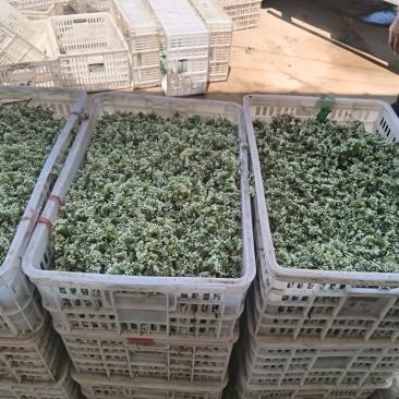 《野菜特菜》韭花/韭菜花/产地货源/批发供应/欢迎采购