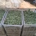 《野菜特菜》韭花/韭菜花/产地货源/批发供应/欢迎采购