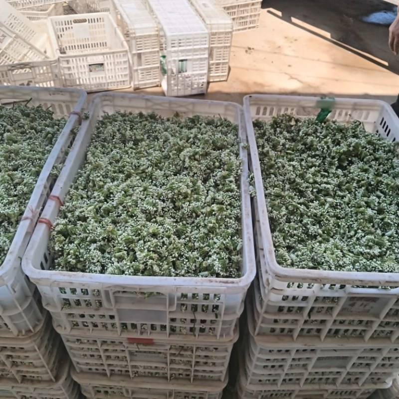《野菜特菜》韭花/韭菜花/产地货源/批发供应/欢迎采购