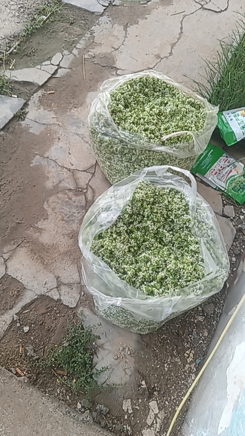 《野菜特菜》韭花/韭菜花/产地货源/批发供应/欢迎采购