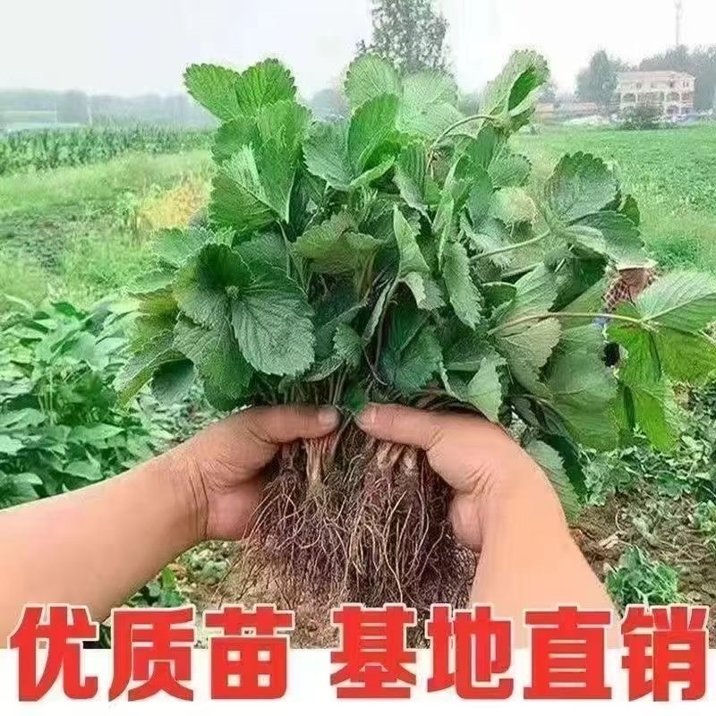 奶油草莓盆栽南北方水果庭院种植