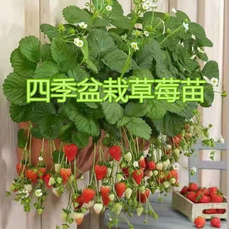奶油草莓盆栽南北方水果庭院种植