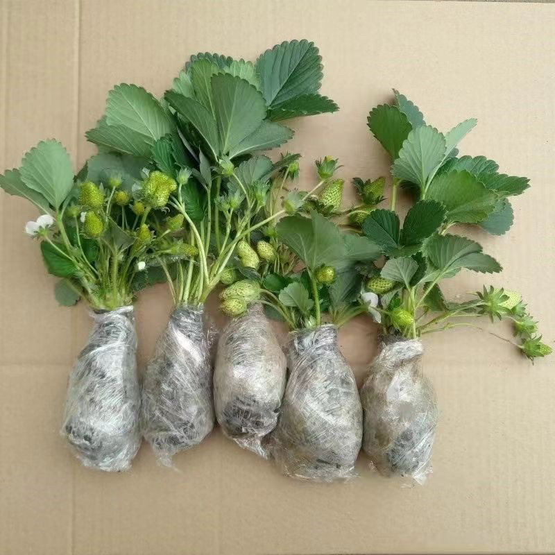 奶油草莓盆栽南北方水果庭院种植
