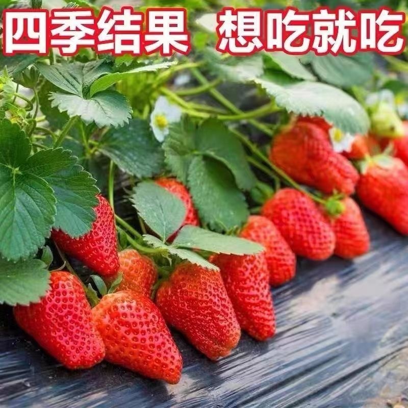 奶油草莓盆栽南北方水果庭院种植