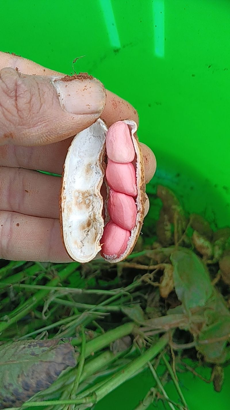 红皮鲜花生