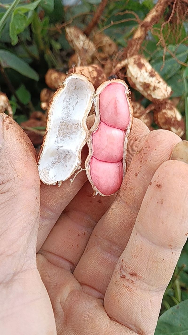 红皮鲜花生