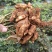 红皮鲜花生