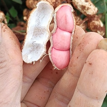 红皮鲜花生