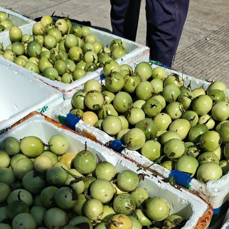 钦蜜百香果广西基地直供质量保证一手货源全国发货
