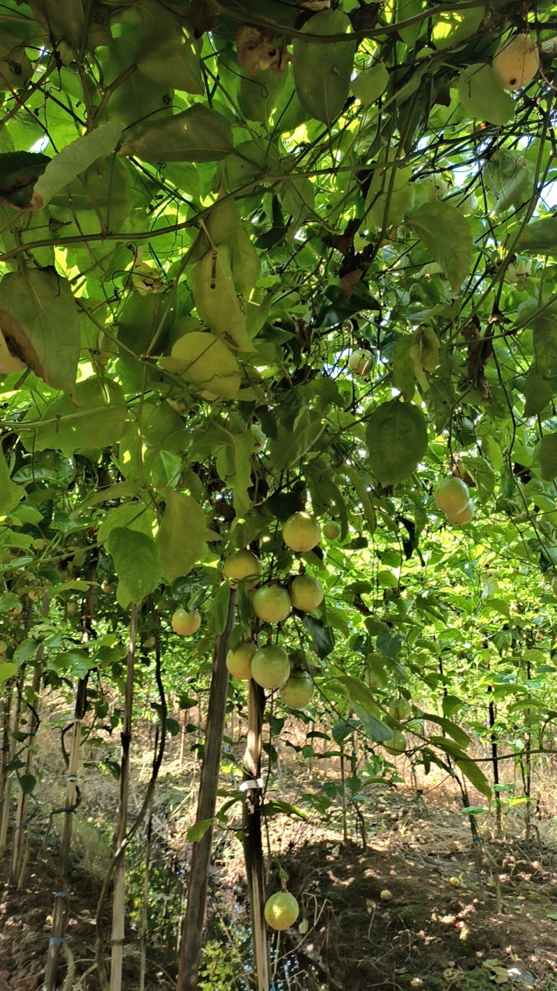 钦蜜百香果广西基地直供质量保证一手货源全国发货