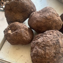 【推荐】云南楚雄茯苓鲜货大量供应品质保证