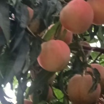 秋彤桃离核毛桃大量上市中有需要老板联系我